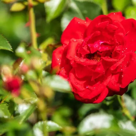 Pensjonat Gaestehaus Gerti 3*